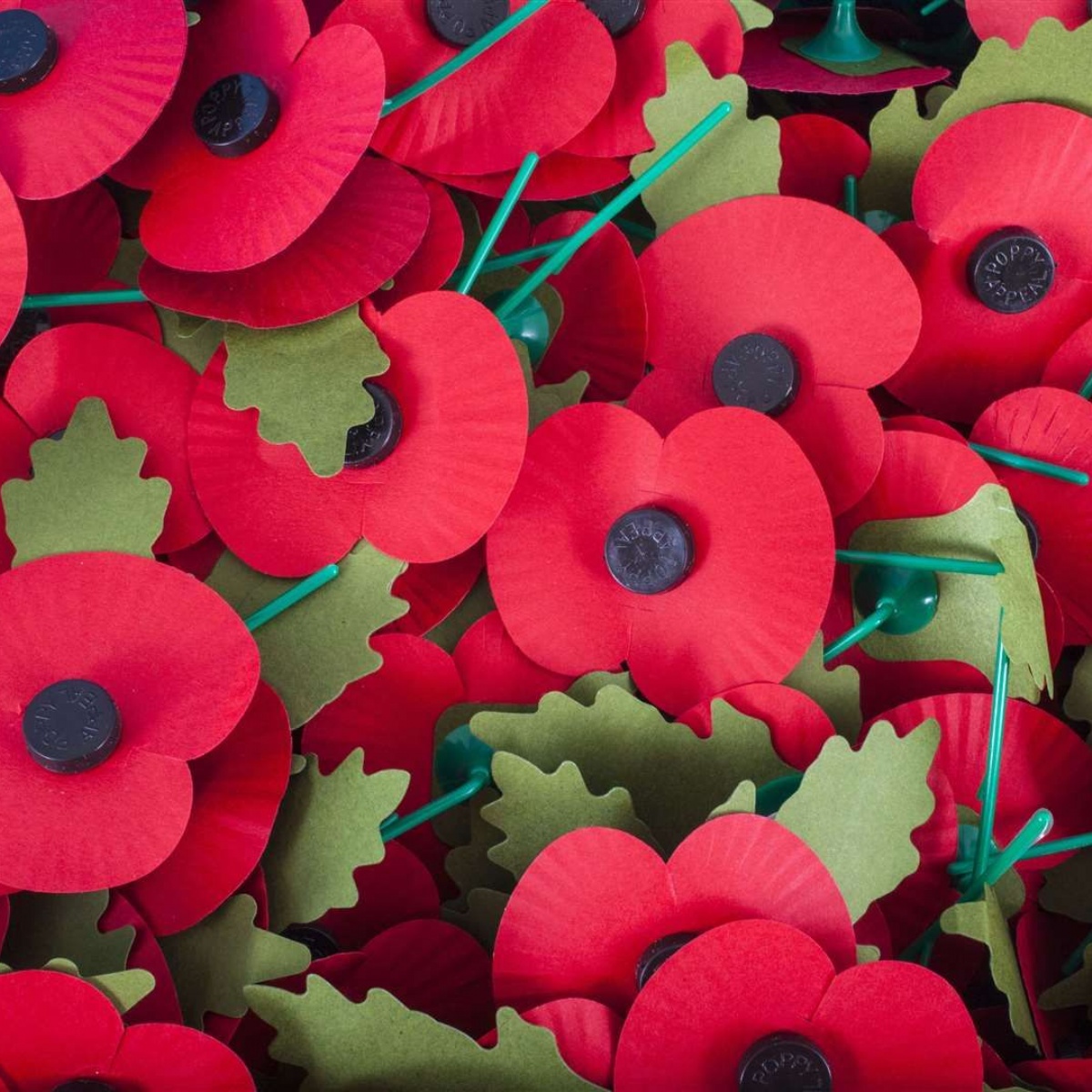 Boulevard Primary Partnership Poppies on sale